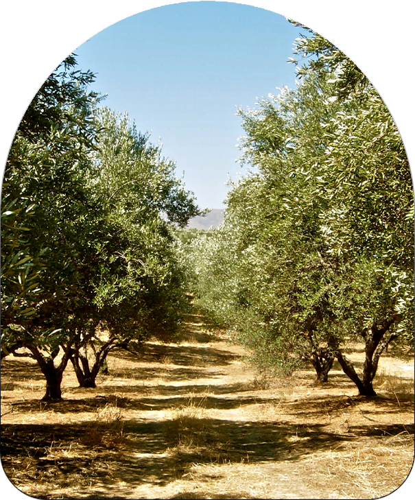 Olive1